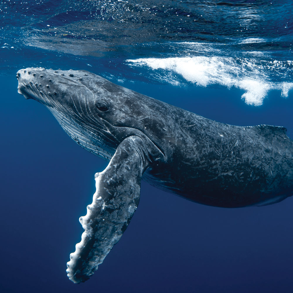 Betty the Humpback Whale