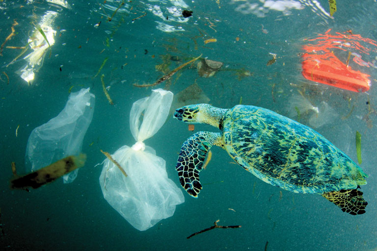 How Plastic Pollution Impacts Marine Life - Plastics pollute the ocean