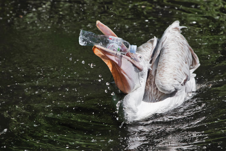 Plastic Threatens Marine Wildlife